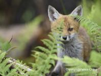 images/renard/renard-18-juin-2016-04 copie.jpg